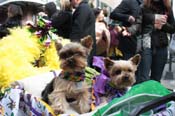 Mystic-Krewe-of-Barkus-2012-0275