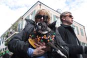 Mystic-Krewe-of-Barkus-2012-0282