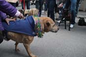 Mystic-Krewe-of-Barkus-2012-0283