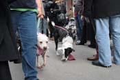 Mystic-Krewe-of-Barkus-2012-0284