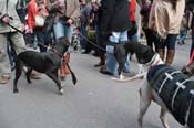 Mystic-Krewe-of-Barkus-2012-0285