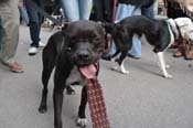 Mystic-Krewe-of-Barkus-2012-0286