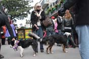 Mystic-Krewe-of-Barkus-2012-0287