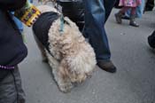 Mystic-Krewe-of-Barkus-2012-0293