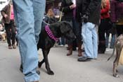 Mystic-Krewe-of-Barkus-2012-0299