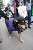 Mystic-Krewe-of-Barkus-2012-0303