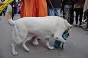 Mystic-Krewe-of-Barkus-2012-0312