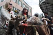 Mystic-Krewe-of-Barkus-2012-0364