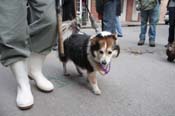 Mystic-Krewe-of-Barkus-2012-0385