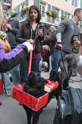 Mystic-Krewe-of-Barkus-2012-0395