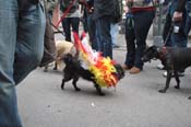 Mystic-Krewe-of-Barkus-2012-0399