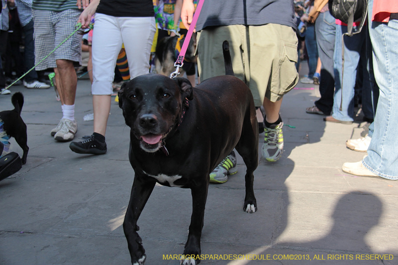 Mystic-Krewe-of-Barkus-2013-1159