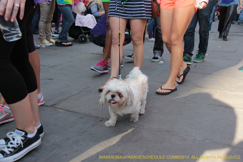 Mystic-Krewe-of-Barkus-2013-1161