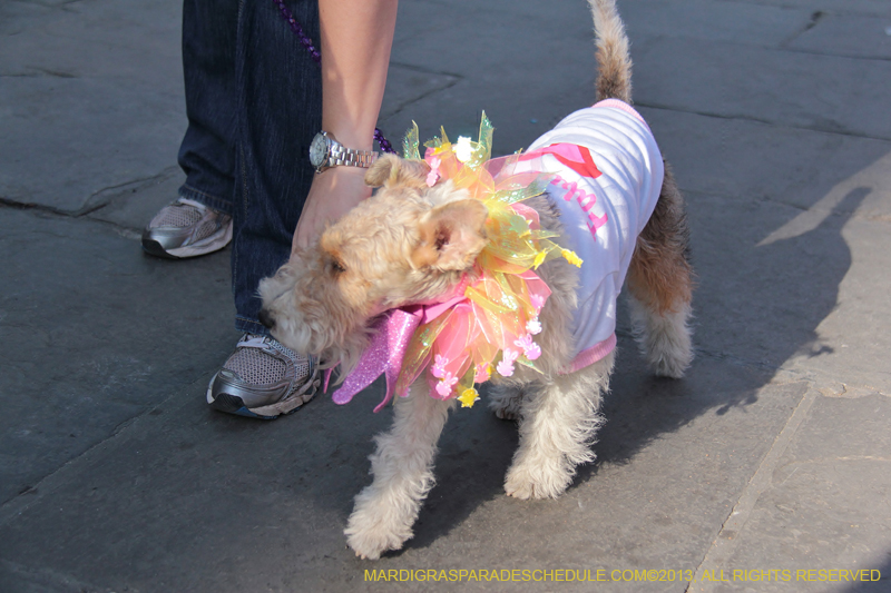 Mystic-Krewe-of-Barkus-2013-1166