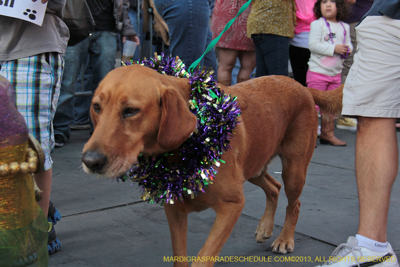 Mystic-Krewe-of-Barkus-2013-1178