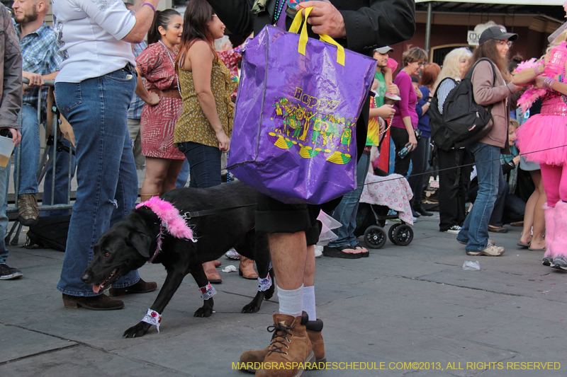 Mystic-Krewe-of-Barkus-2013-1180