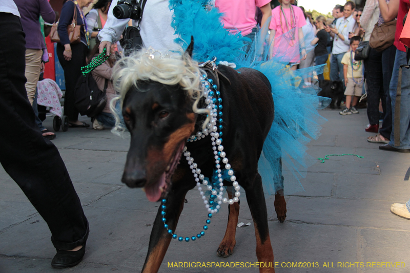 Mystic-Krewe-of-Barkus-2013-1202