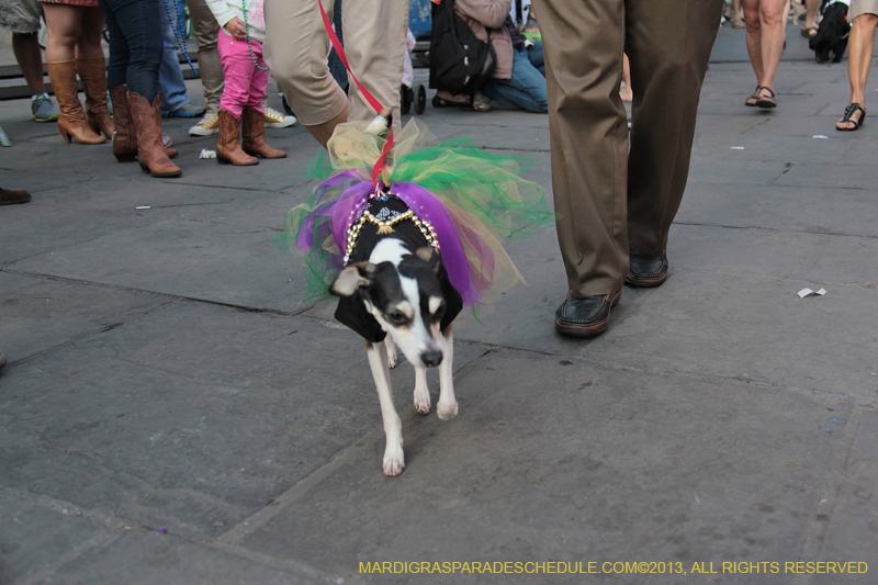 Mystic-Krewe-of-Barkus-2013-1206