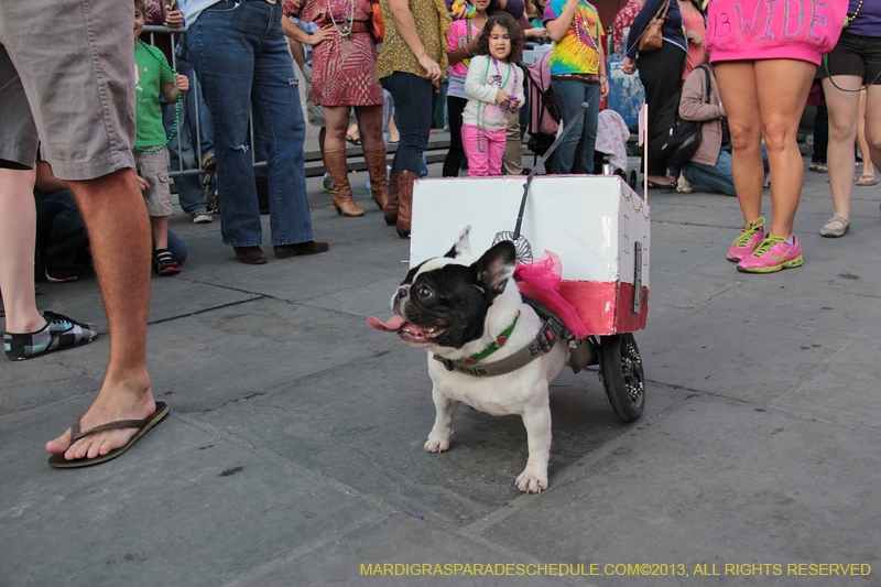 Mystic-Krewe-of-Barkus-2013-1214