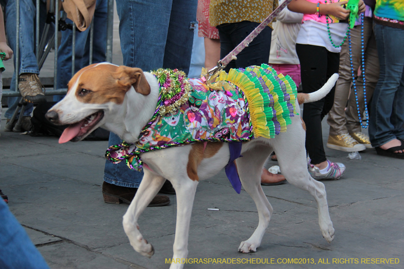 Mystic-Krewe-of-Barkus-2013-1223