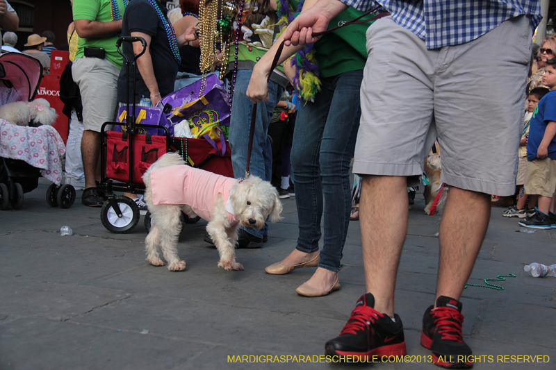 Mystic-Krewe-of-Barkus-2013-1260