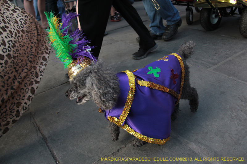 Mystic-Krewe-of-Barkus-2013-1267