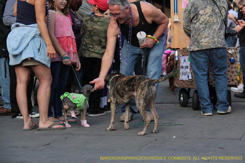 Mystic-Krewe-of-Barkus-2013-1270