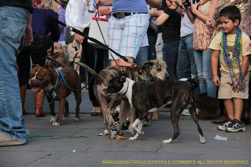 Mystic-Krewe-of-Barkus-2013-1274