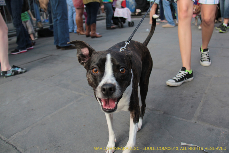 Mystic-Krewe-of-Barkus-2013-1275