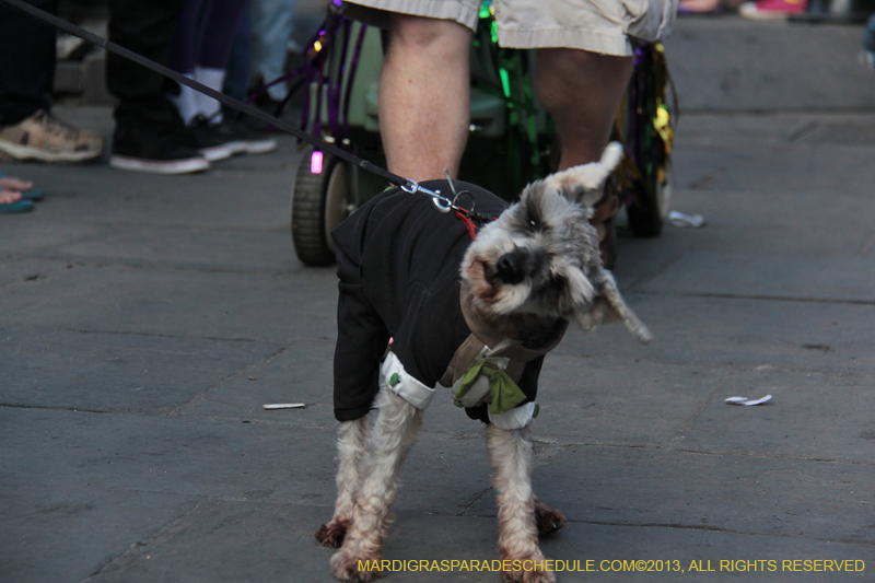 Mystic-Krewe-of-Barkus-2013-1282