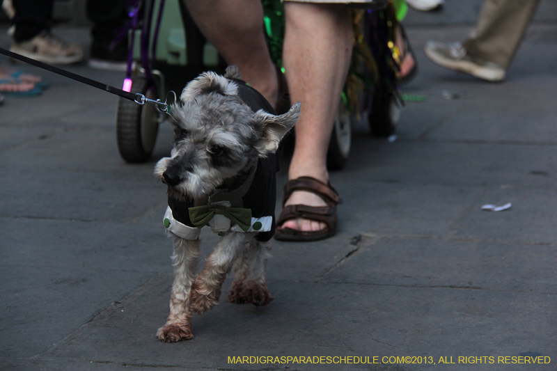 Mystic-Krewe-of-Barkus-2013-1283