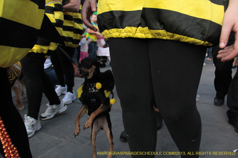 Mystic-Krewe-of-Barkus-2013-1305