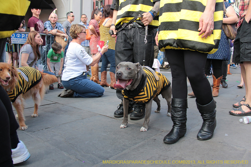 Mystic-Krewe-of-Barkus-2013-1307