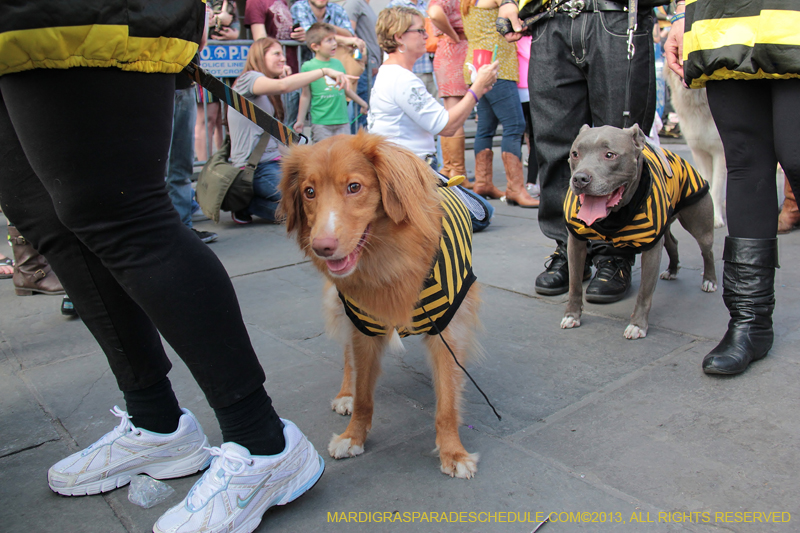 Mystic-Krewe-of-Barkus-2013-1308