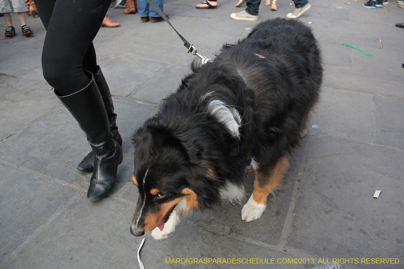 Mystic-Krewe-of-Barkus-2013-1314