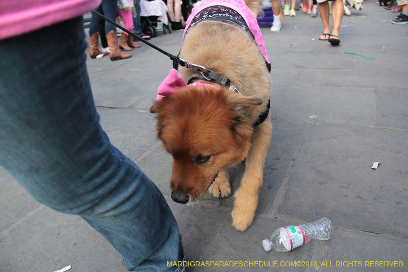 Mystic-Krewe-of-Barkus-2013-1318