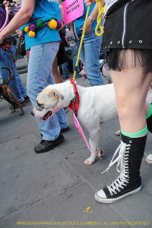 Mystic-Krewe-of-Barkus-2013-1333