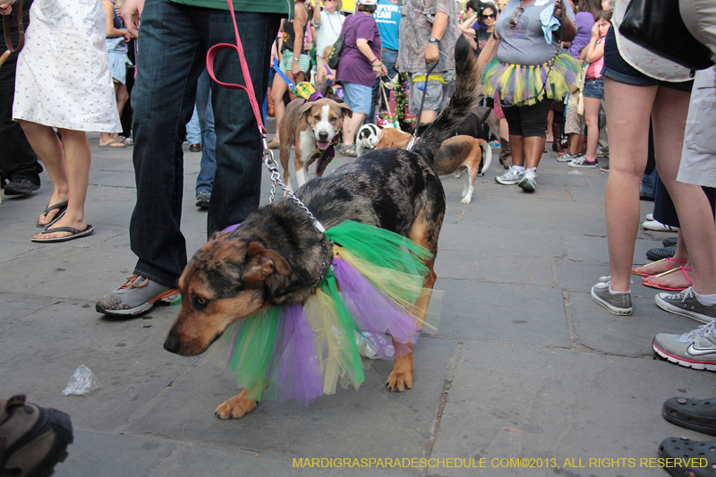 Mystic-Krewe-of-Barkus-2013-1340