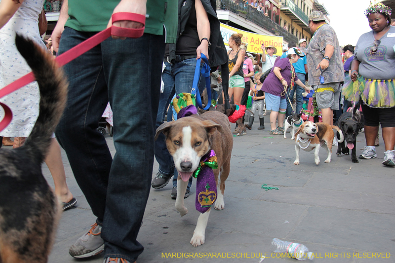 Mystic-Krewe-of-Barkus-2013-1341