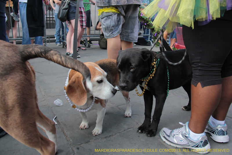 Mystic-Krewe-of-Barkus-2013-1345