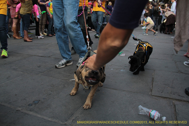 Mystic-Krewe-of-Barkus-2013-1375