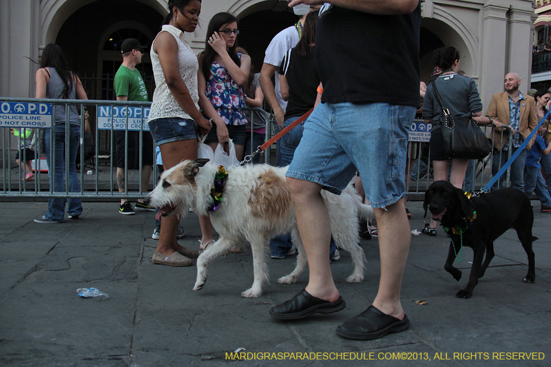 Mystic-Krewe-of-Barkus-2013-1389