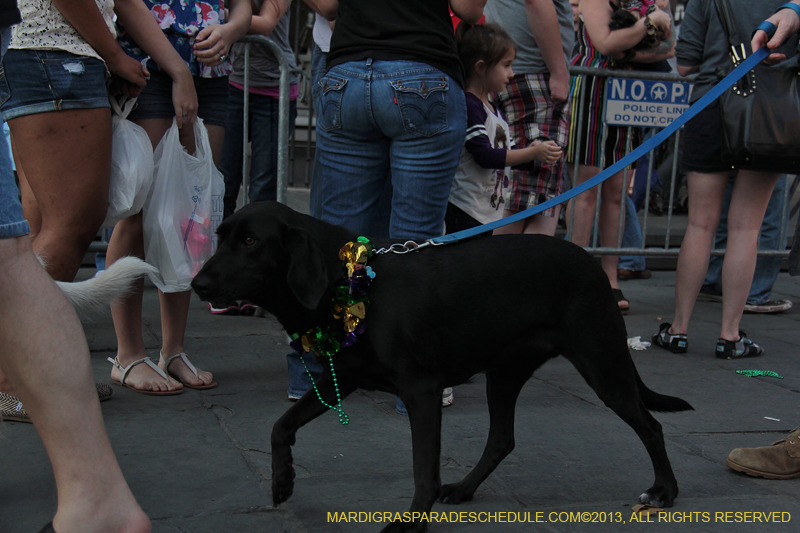 Mystic-Krewe-of-Barkus-2013-1390