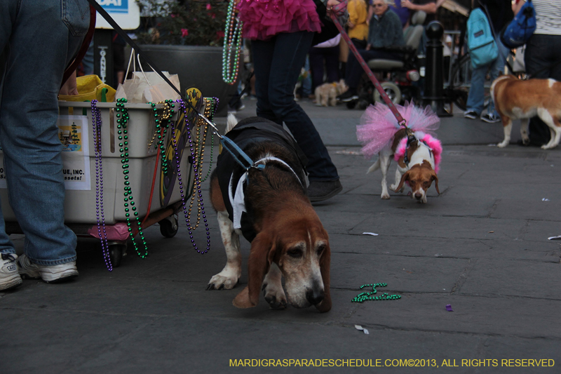 Mystic-Krewe-of-Barkus-2013-1392