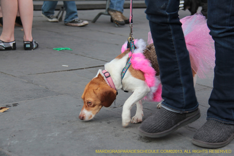 Mystic-Krewe-of-Barkus-2013-1394