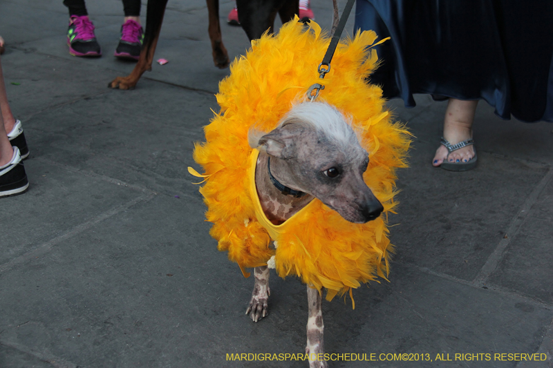 Mystic-Krewe-of-Barkus-2013-1402