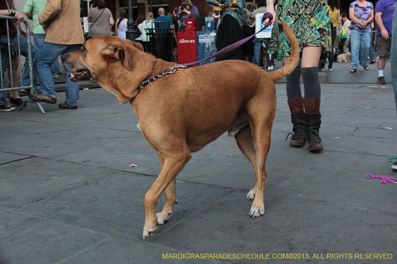 Mystic-Krewe-of-Barkus-2013-1407