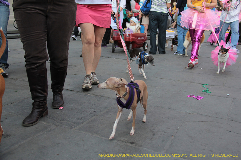 Mystic-Krewe-of-Barkus-2013-1413