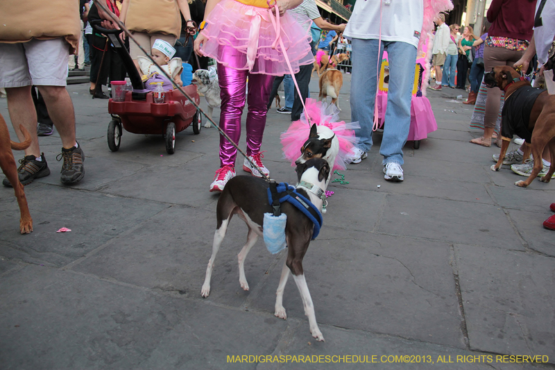 Mystic-Krewe-of-Barkus-2013-1415