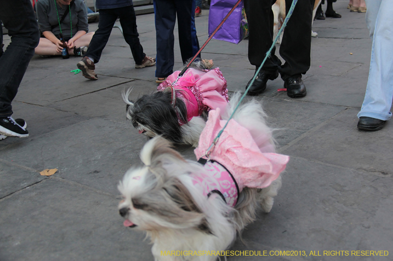 Mystic-Krewe-of-Barkus-2013-1422